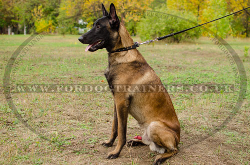 belgian malinois collar online